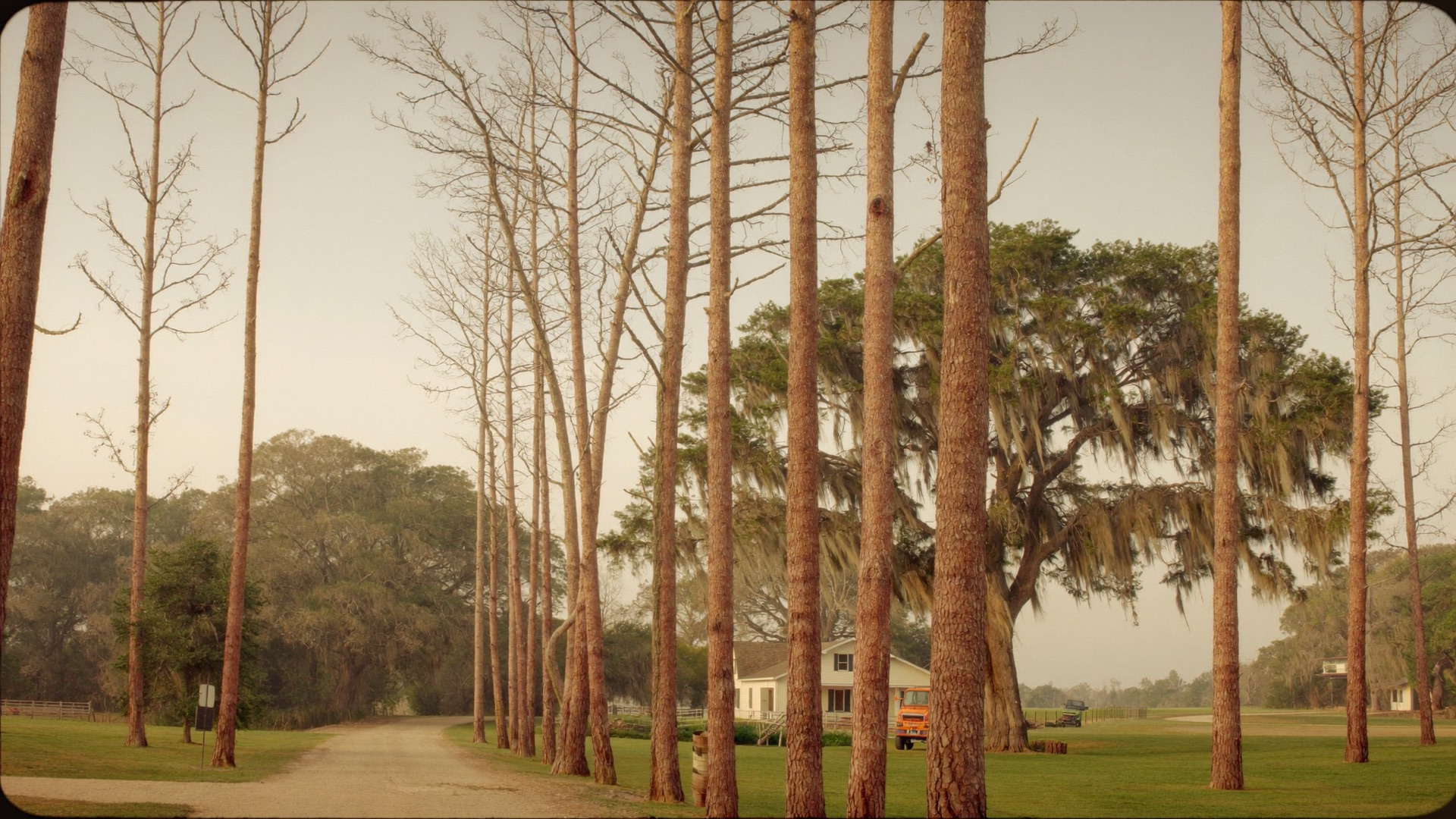 Tall pines and oaks on a large rural Middleburg lot