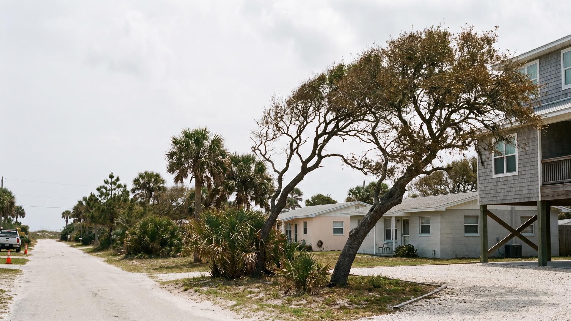 Wind-sculpted coastal live oaks and cabbage palms along a St. Augustine Beach street on Anastasia Island